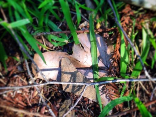 Close up of leaves and grass on the ground
